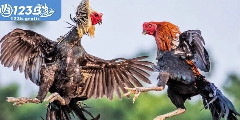 Đá gà 123b Đá gà 123b