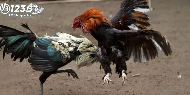 Đá gà 123b – Thiên đường cá cược đổi thưởng chất lượng 2025